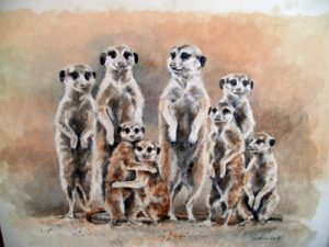 Meerkats
