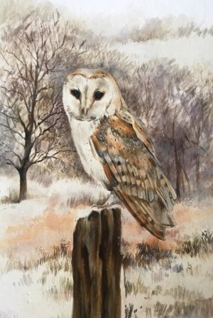 Barn Owl in Winter