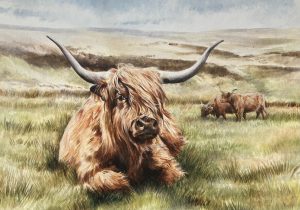 Highland Cattle on Exmoor