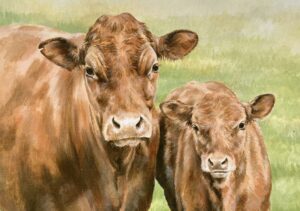 Cow and Calf